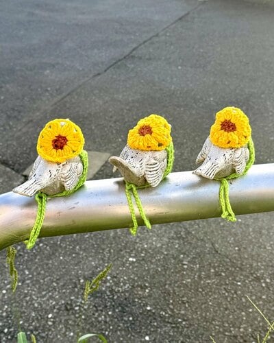 後ろ姿も可愛らしいピコリーノの鳥