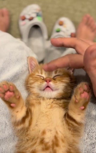 投稿動画のワンシーン