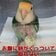 動物病院にやってきた「コザクラインコ」お腹に卵がくっついて取れなくなった…獣医の対応は？元気にお家に帰る姿にホッと一安心