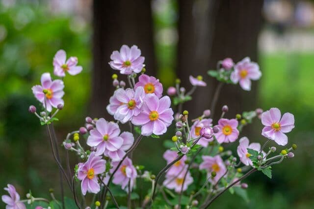 植えっぱなしで一年中花咲く【シェードガーデン】日陰に強くローメンテな季節ごとの花《多年草》10選