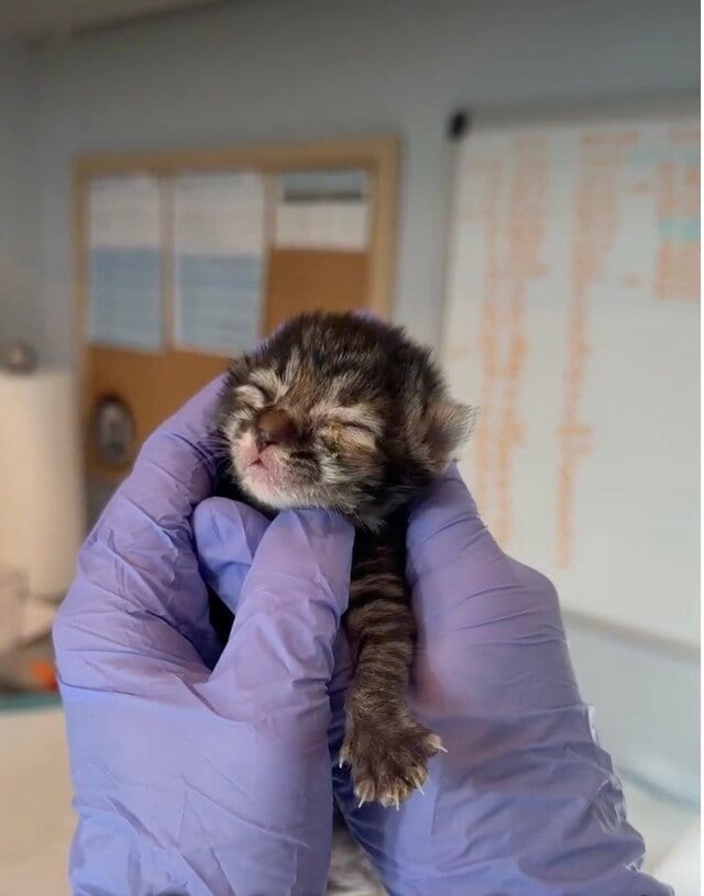 目の感染症にかかった子猫が目をあける瞬間。「無事に治ってよかった」と反響！適切な治療の経緯とその後の展開