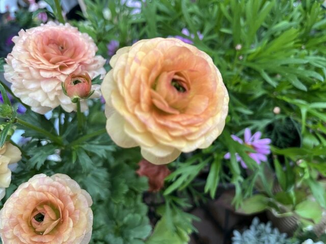 植えっぱなしで毎年きれいな花が咲く《主役級の多年草3選》寄せ植えのセンターにも