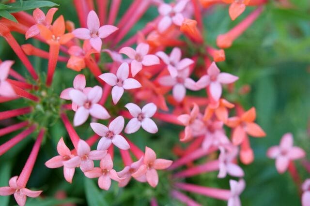 猛暑の夏ガーデンを鮮やかに彩る！夏～秋ずっと花咲く〈植えっぱなしOKの低木〉3選。今がお迎えのタイミング！
