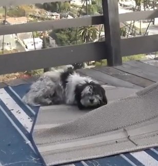 山に捨てられ弱っていた犬→レスキューのぬくもりに触れ、少しずつ心を開いていく姿に感動
