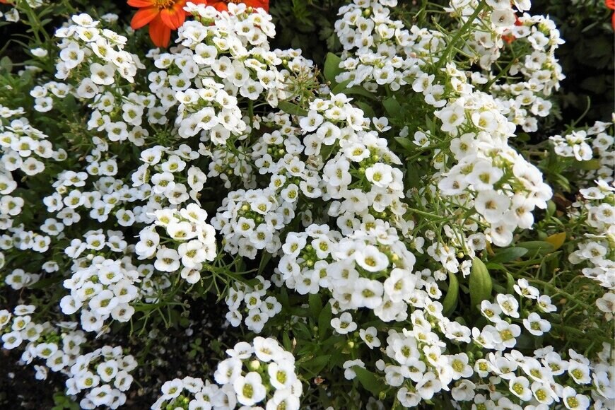 Chiemi Kumitani/istockphoto.com