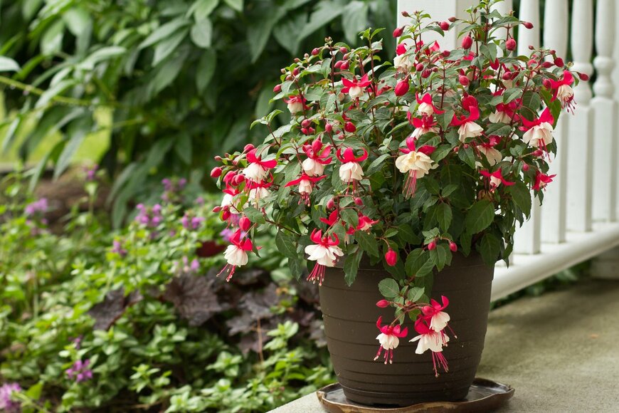 Tatiana SG/Shutterstock.com