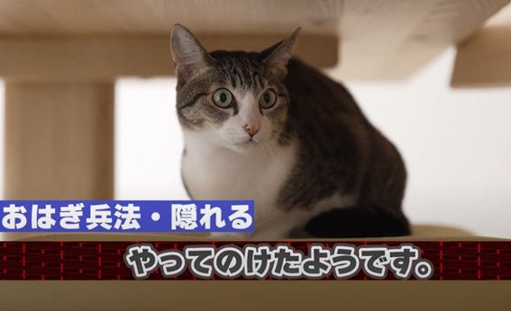 策士な猫ちゃんの行動にびっくり！地の利を生かす賢い追いかけっこ方法って？