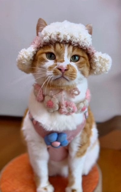 出所：＠monburan_sanpo