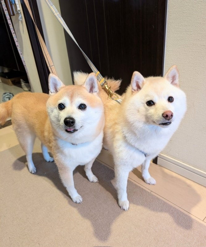 出所：@KURUMILK118