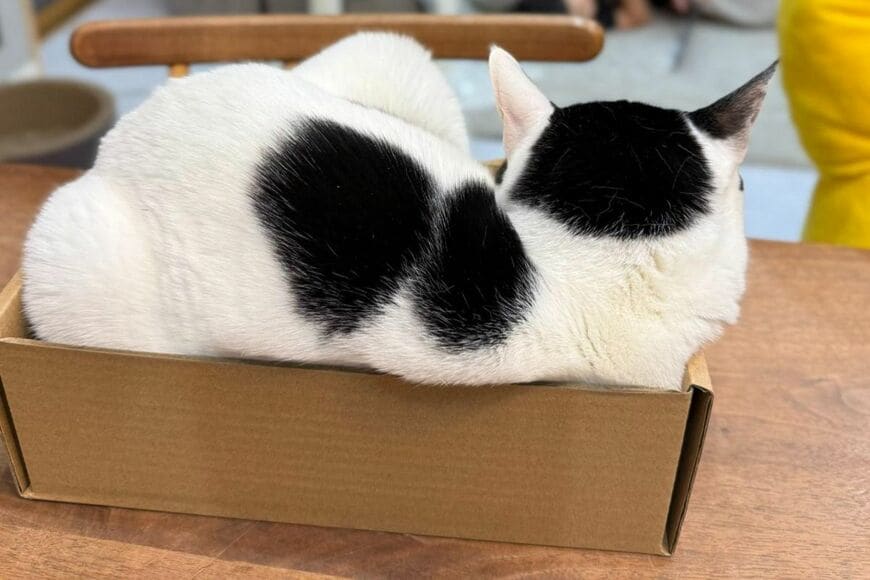 「ダンボールにすっぽり収まる猫」を下から見ると…　広がった光景に「モッチリ具合が最高」
