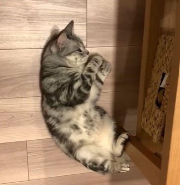 床暖房の上で猫がゴロン→あまりにも赤ちゃんな行動が48万再生