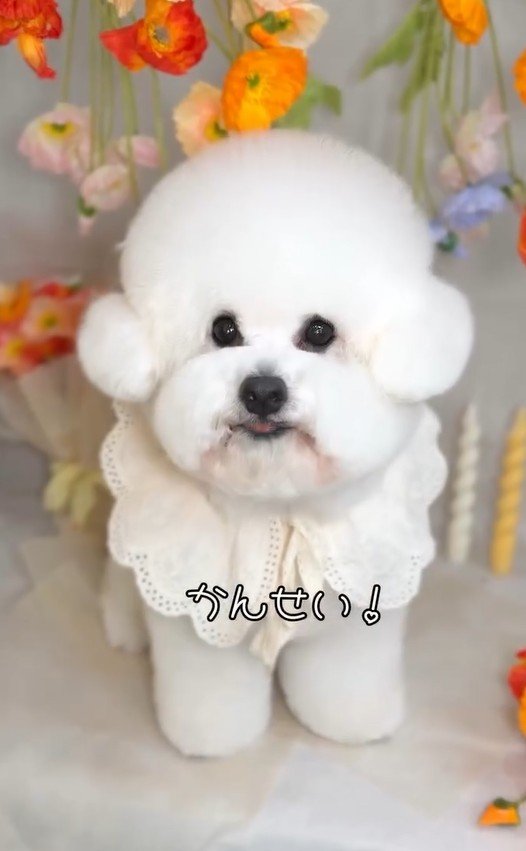 出所:misaki(@dogsalon_ma_cherie)