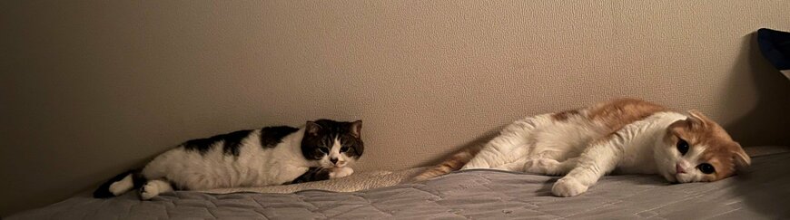 出所：@torotolo106106