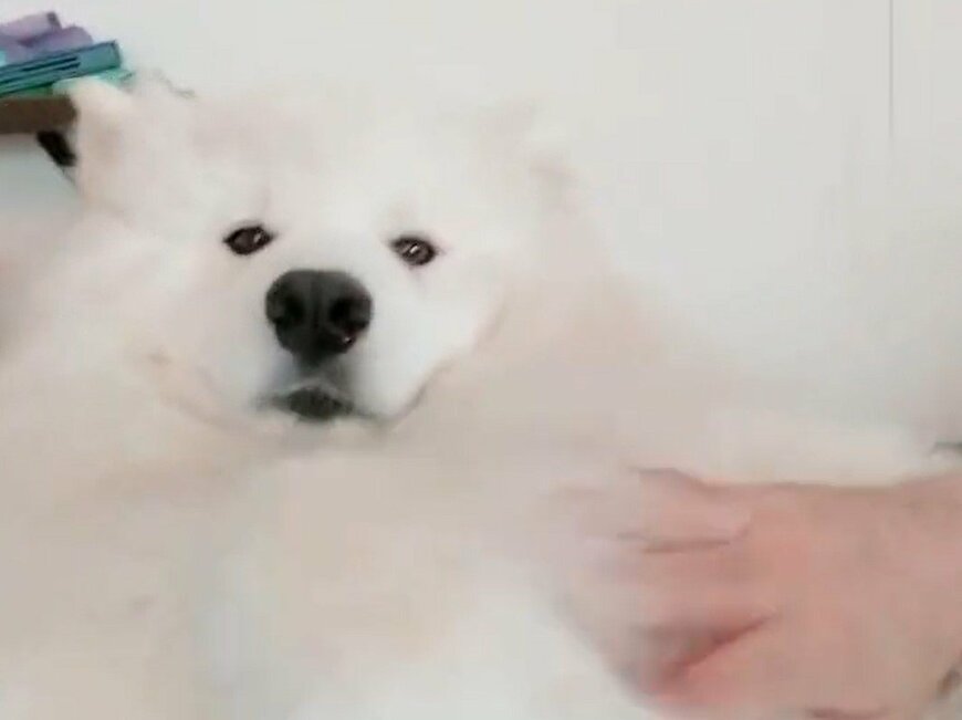 出所：@samoedsoran