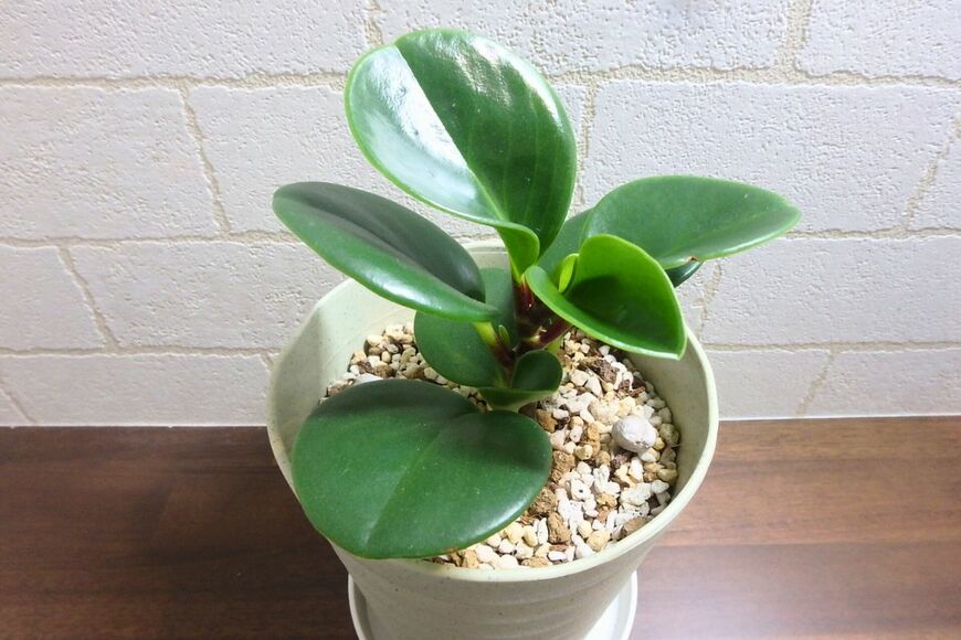 出所：LIMO編集部撮影