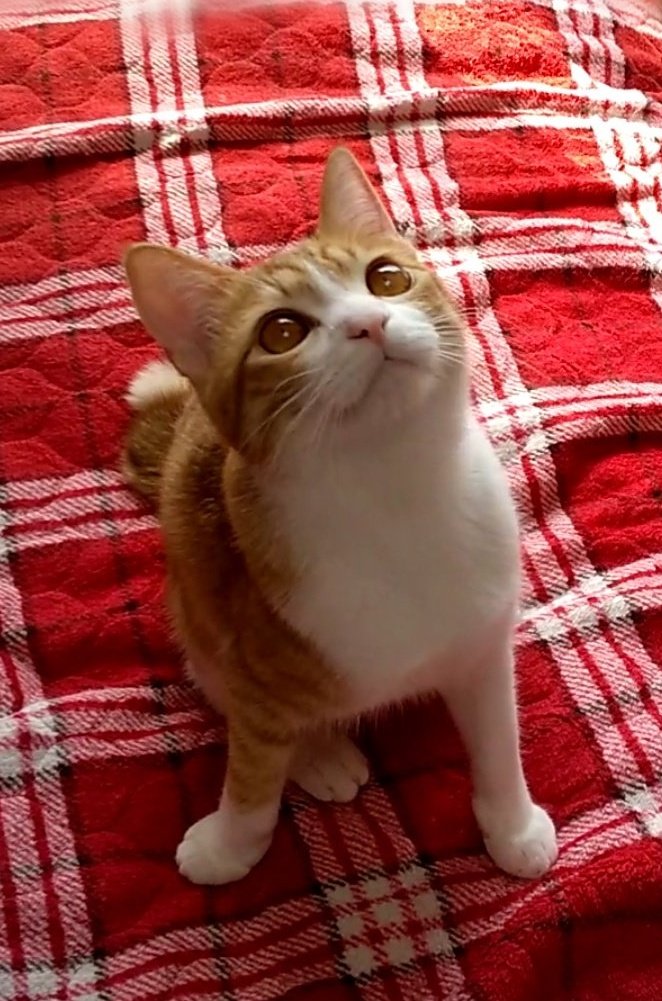 出所：@mero627puri914