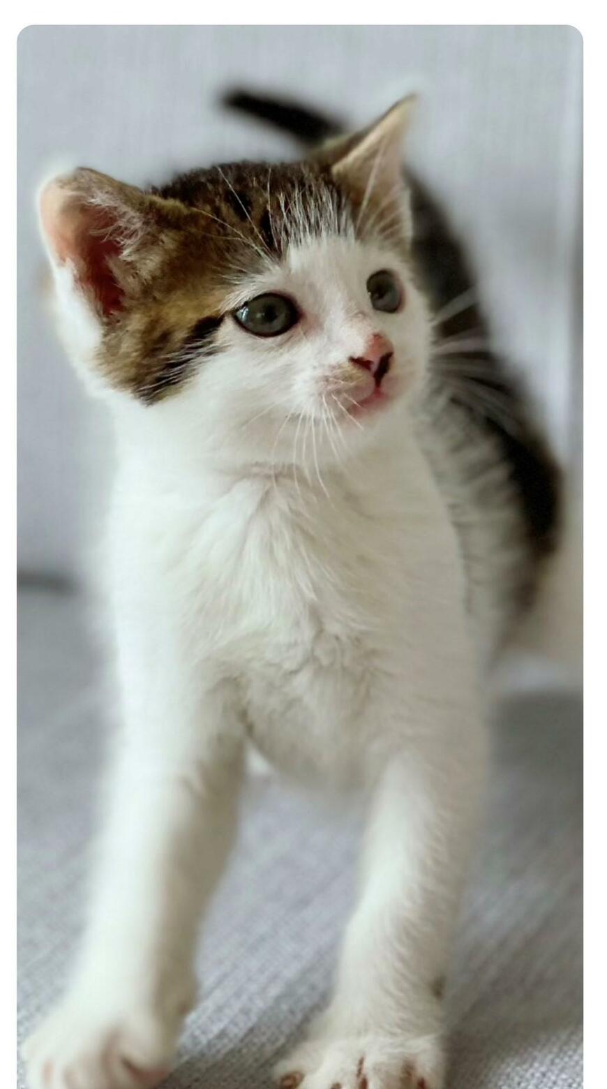 出所：@Saeroyi_cat