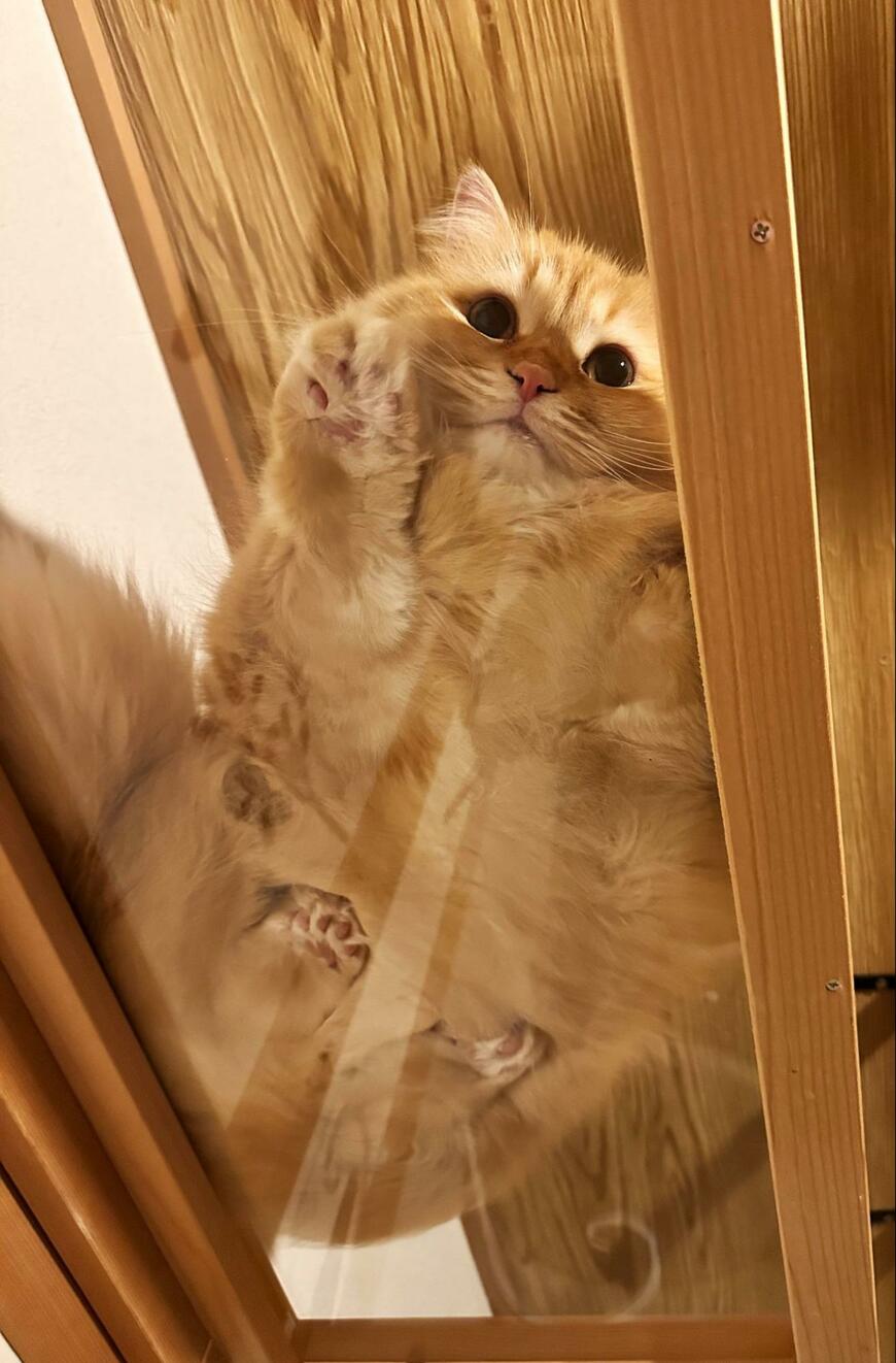 出所：@NEKOLAND13