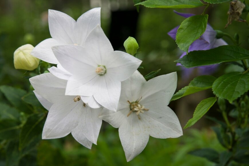 zzz555zzz/shutterstock.com