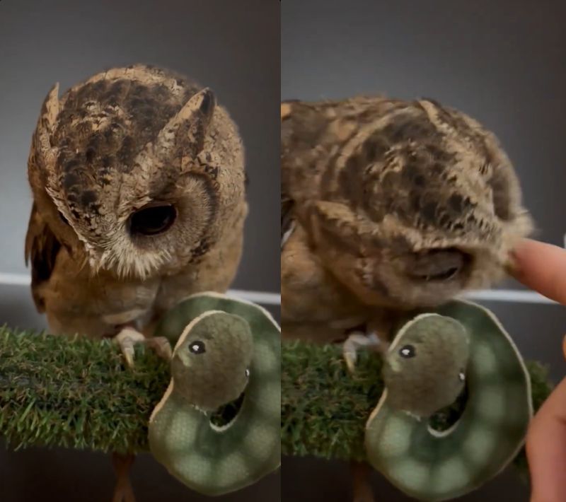 出所：@purinon2929k