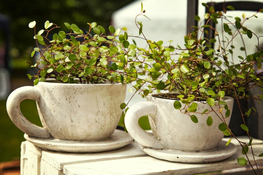 ワイヤープランツ（Sophie McAulay/Shutterstock.com）