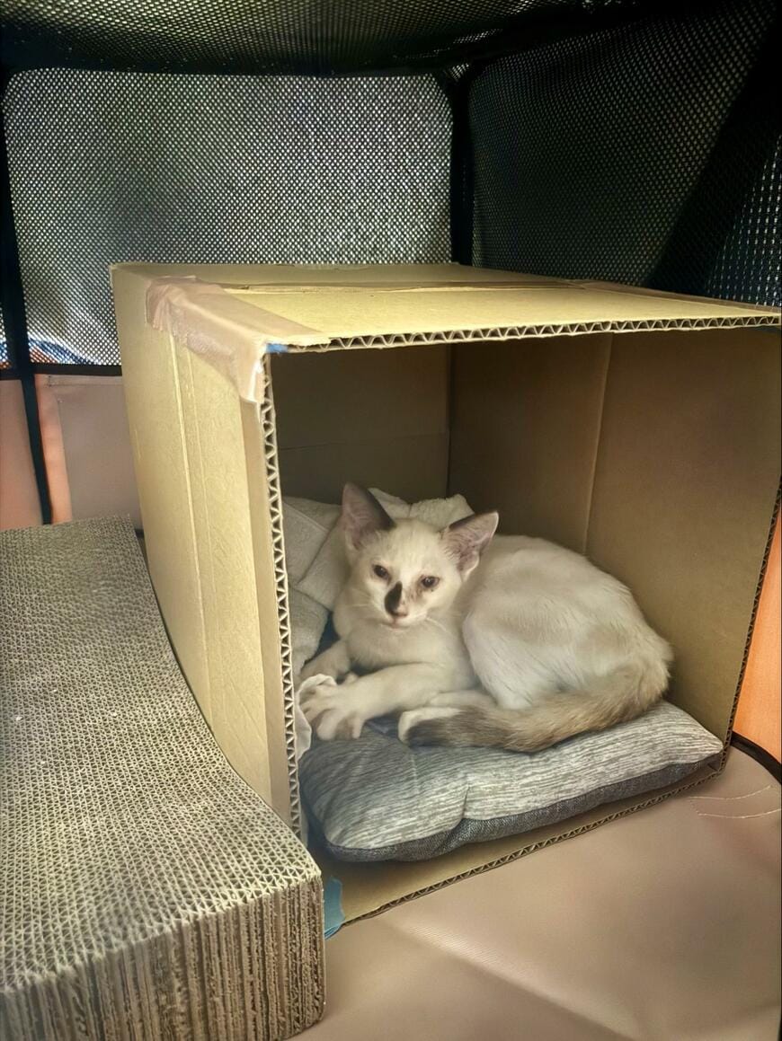 2ヶ月前に保護したガリガリの子猫　現在の変貌ぶりに驚きの声