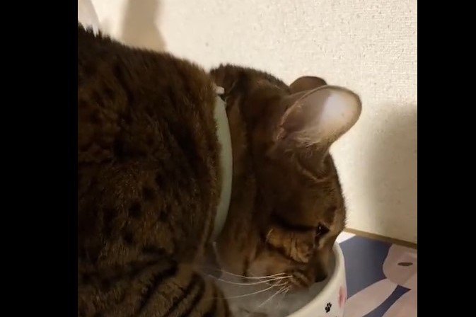 【ホッコリ】水の飲み方が独特すぎる猫さん「え！おててが…笑」