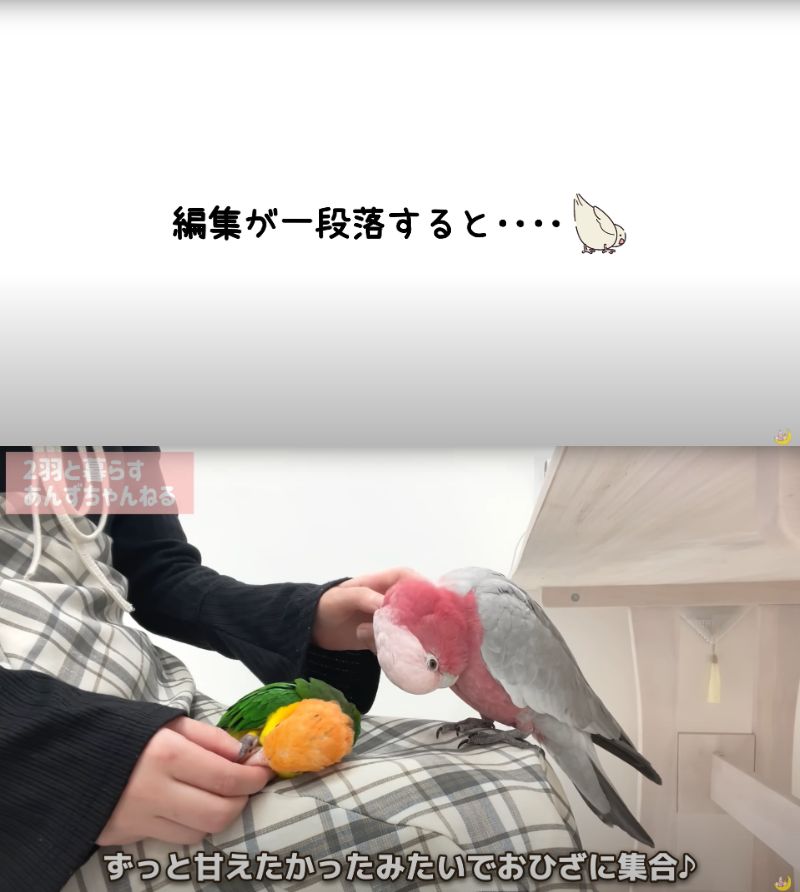 出所：@anz_omomiri