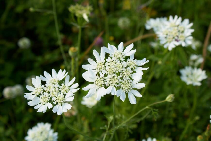 simona pavan/shutterstock.com