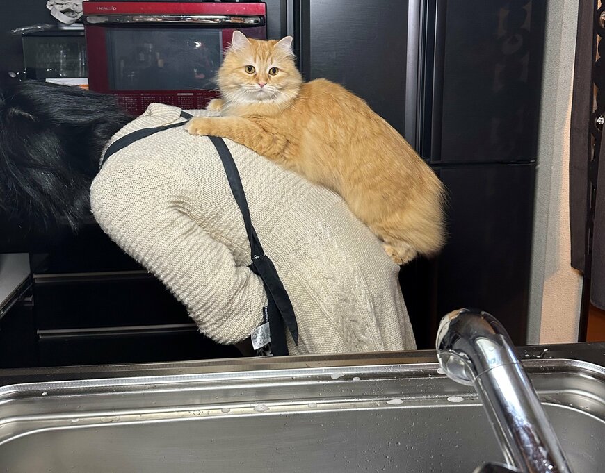 出所：@NEKOLAND13 