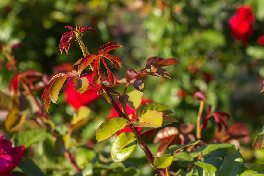 Sergiy Fedorchenko/shutterstock.com