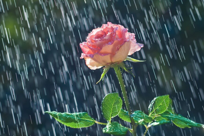 Liubomyr Tryhubyshyn/shutterstock.com