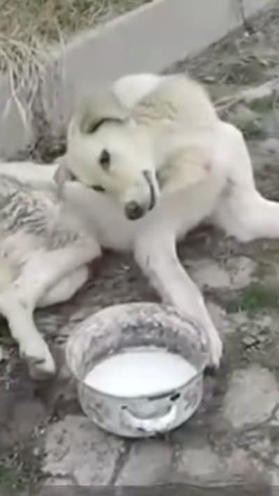 【保護犬】足が動かず助けを求めていた犬　懸命なケアで車いすとともに前へ進めるように…