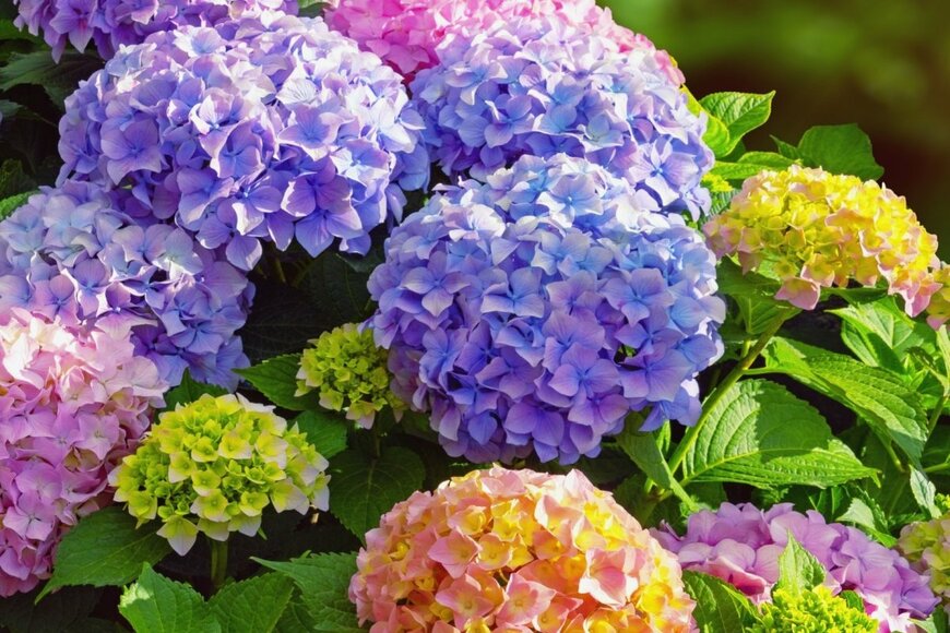 Olga Ilinich/shutterstock.com