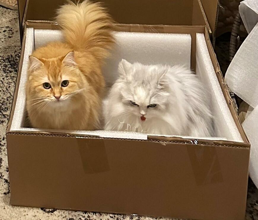 出所：@NEKOLAND13