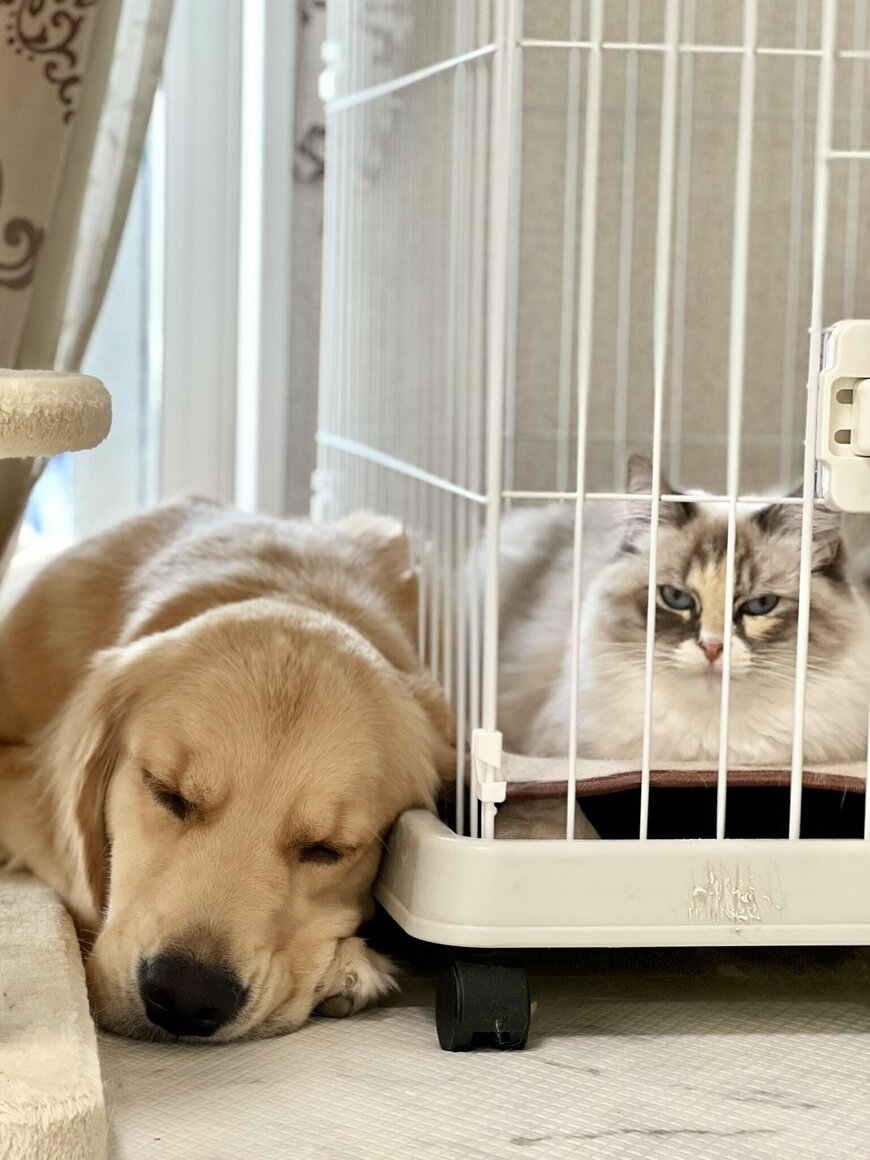 出所：@pu_channeldesu