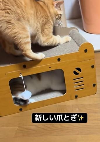 爪を研ぎたい猫、仲が良くない同居猫の上で試みた結果→まさかの結末に笑ってしまう