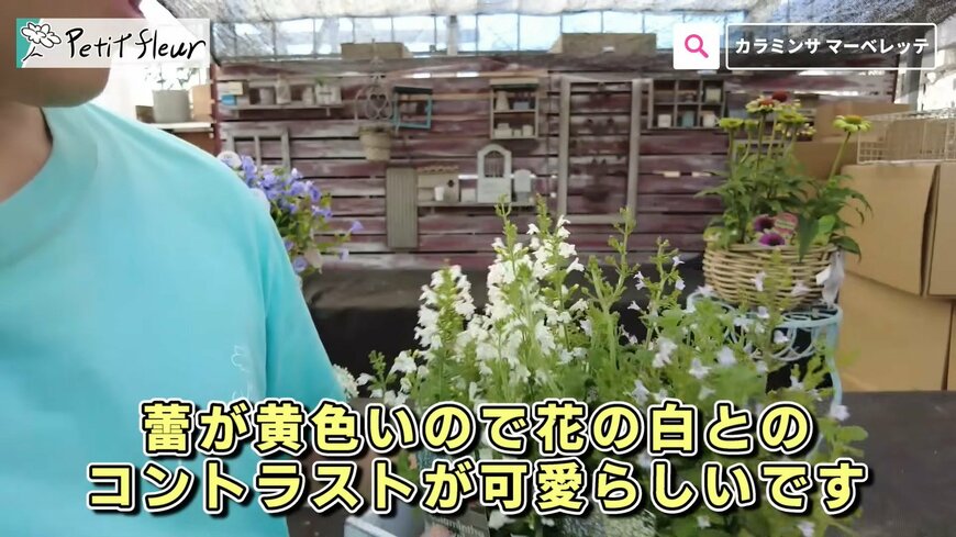 出所：@petit_fleur