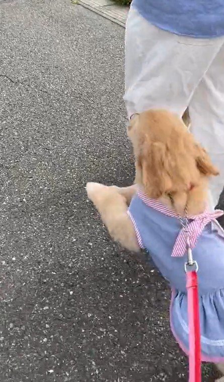 出所：@pu_channeldesu