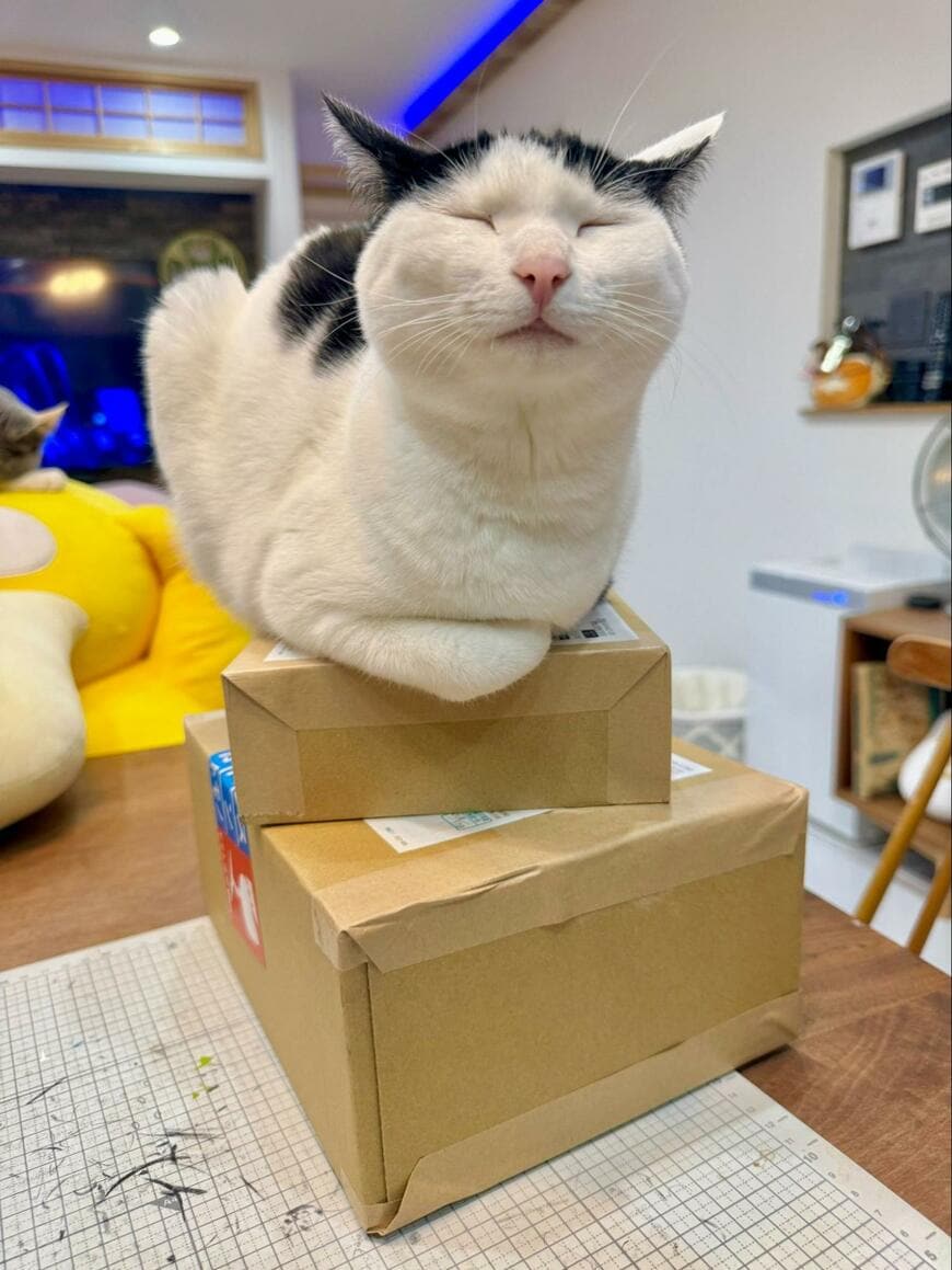 ダンボールを検品する猫たちが可愛すぎると話題！それぞれの異なる表情に思わず笑ってしまう