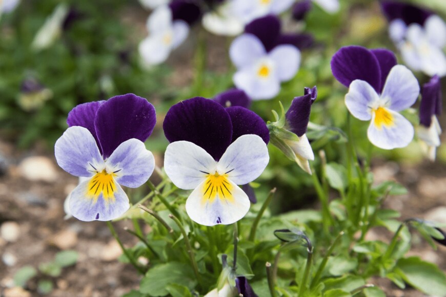 Dina Damotseva/istockphoto.com