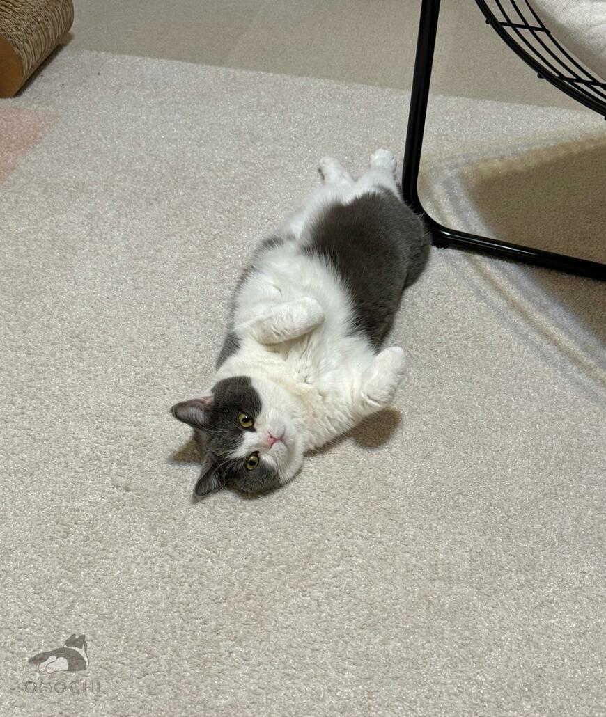 出所：@omochiomoching