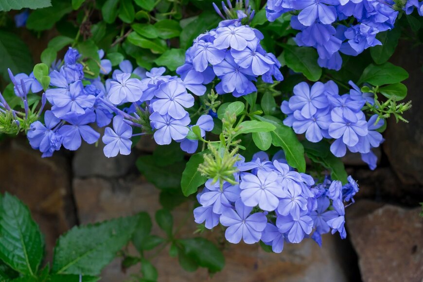 【ガーデニング】庭や花壇をオシャレに演出するブルーの花々！涼やかで爽やかに咲くオススメ8選