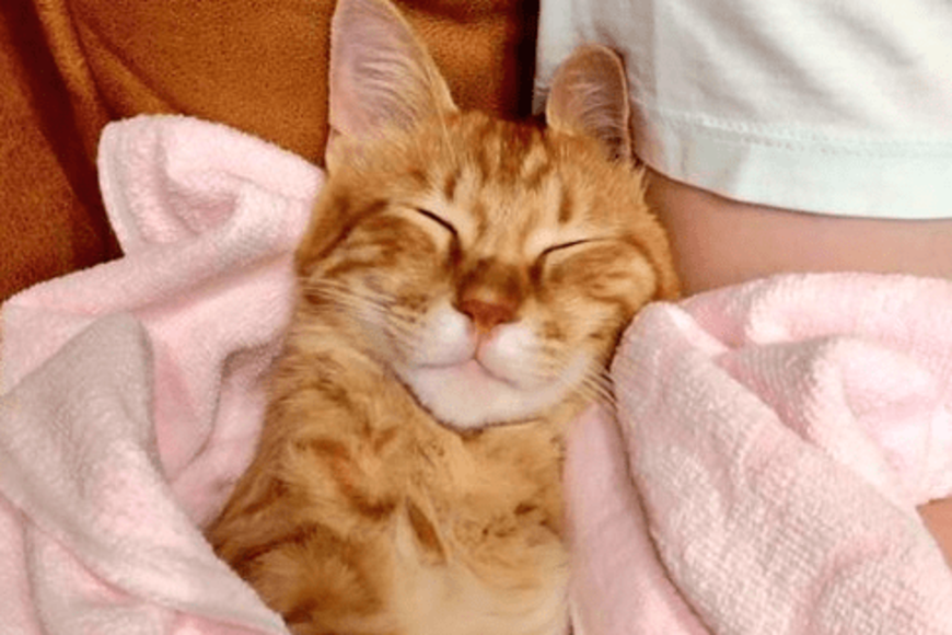【茶トラ】甘え上手な保護猫ちゃん「寝るときはひっつきたい」がTwitterで話題に！