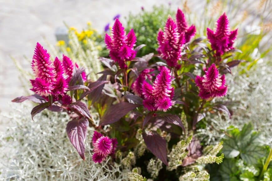 濃いピンク色の花を咲かせているケイトウ(セロシア)
