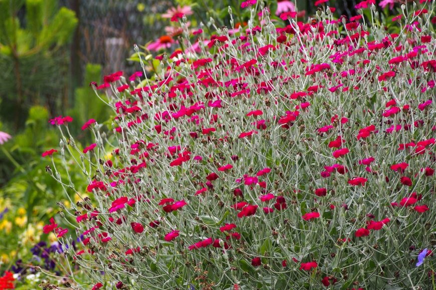 リクニスコロナリアのピンクの花が群生している。