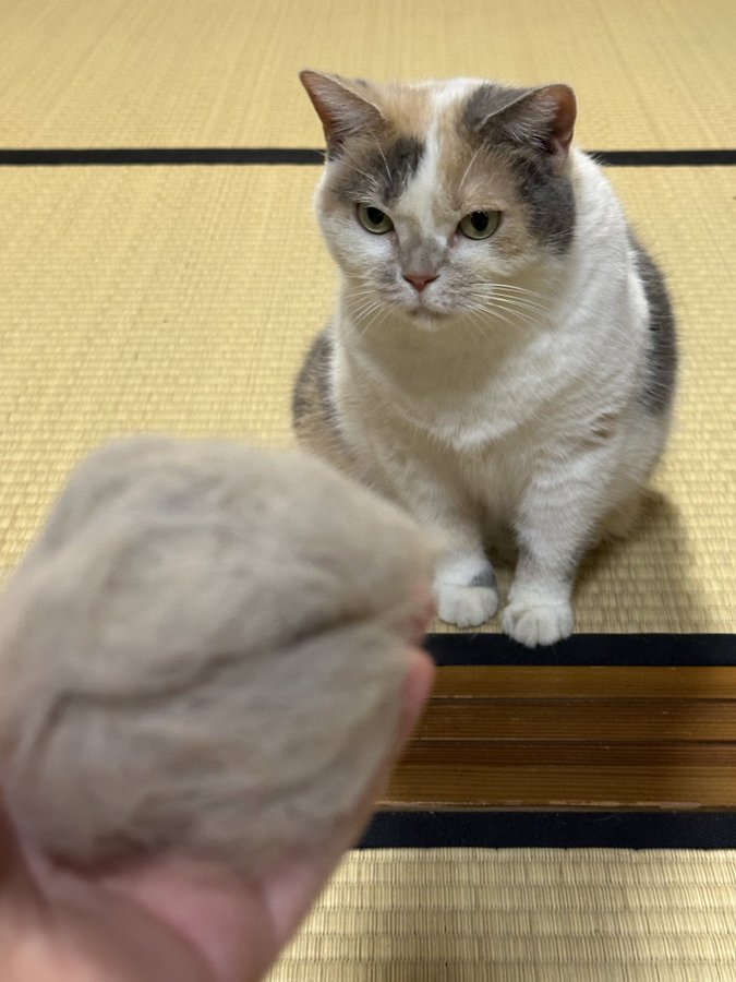 猫の毛玉と猫