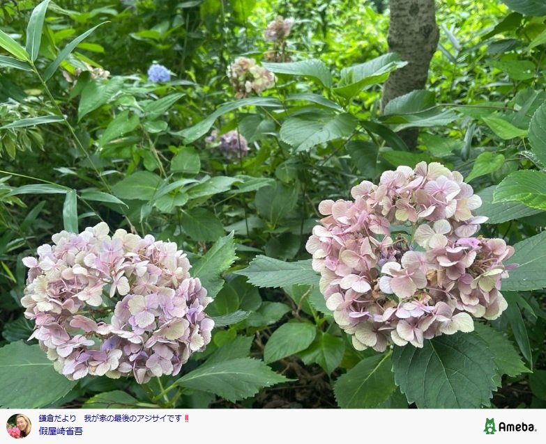 假屋崎省吾のAmebaブログ投稿