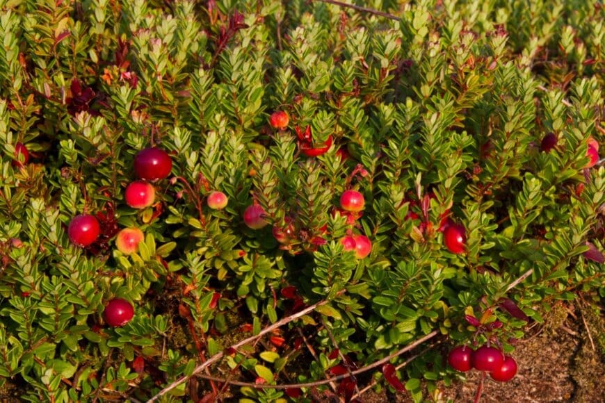 赤く丸い実をつけているクランベリー。小さな葉は緑色
