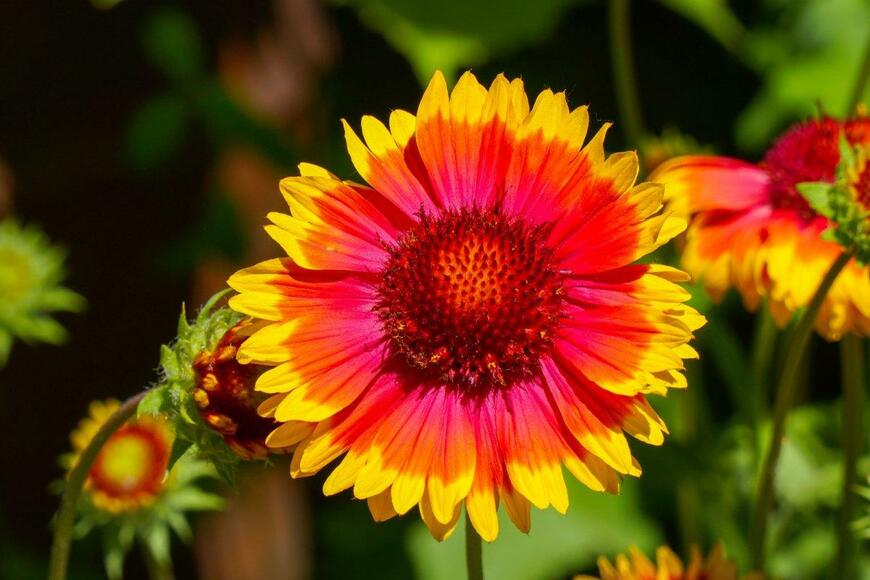 ガイラルディアの花が咲いている。花弁の色はオレンジと黄色。中央部は茶色。